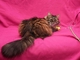 Булочка